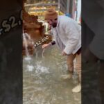 Swimming for a Gold Ounce