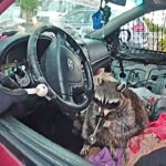 Police Find Raccoon With Meth Pipe in its Mouth During Ohio Traffic Stop