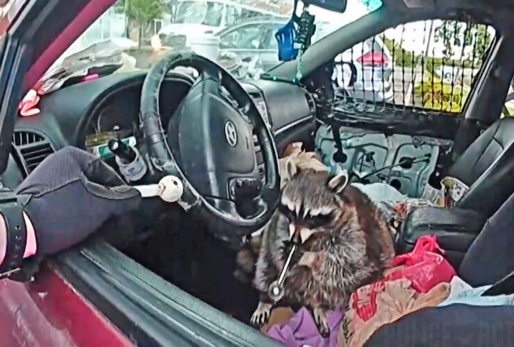 Police Find Raccoon With Meth Pipe in its Mouth During Ohio Traffic Stop