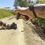 Suspect with BB Guns Flees Sacramento Cops Then Gets Taken Down by K9 and Shot