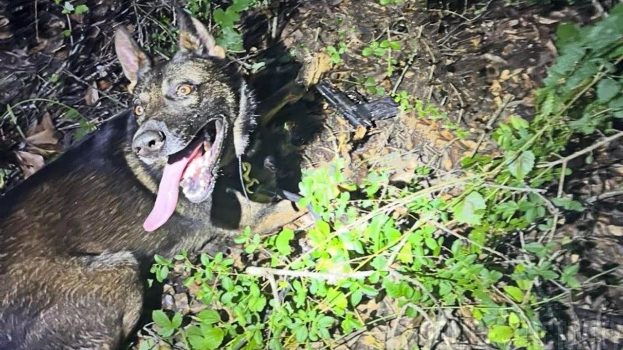 K9 Max Finds Gun Used To Shoot At Slidell Police Officers