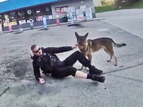 Officer and K9 Dragged by Fleeing Car in Florida