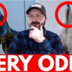 China Almost SHOT DOWN American F-22s? Insane Story Surfaces