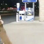 Police K9 Takes Down Gunman Accused Of Las Vegas Shooting Spree