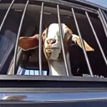 Texas Cop Detains Runaway Goat on Busy Road