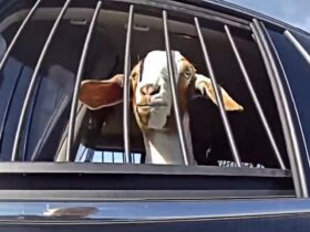 Texas Cop Detains Runaway Goat on Busy Road