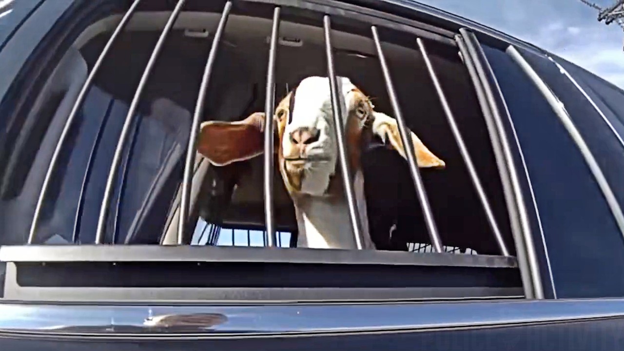 Texas Cop Detains Runaway Goat on Busy Road