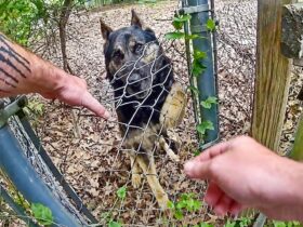 Police K9 Bites His Handler During Search For Fleeing Suspect